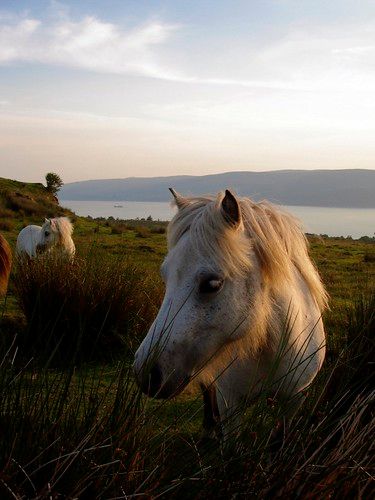 Ponies in the summer evening sun