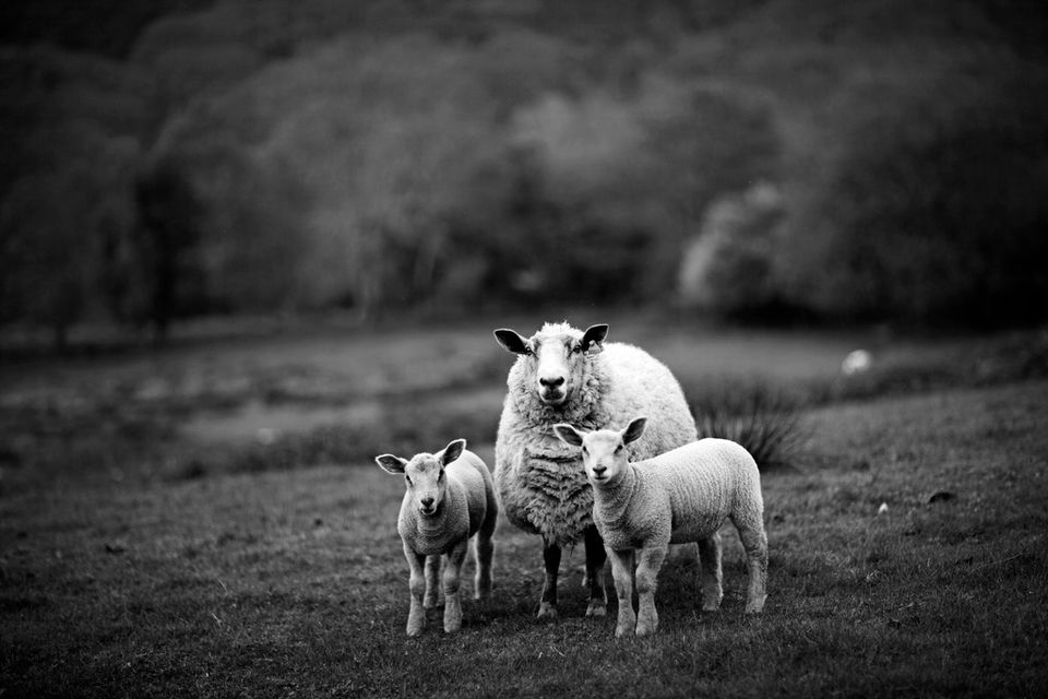 Sheep & Wolves