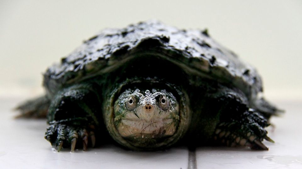 Snapping Turtle