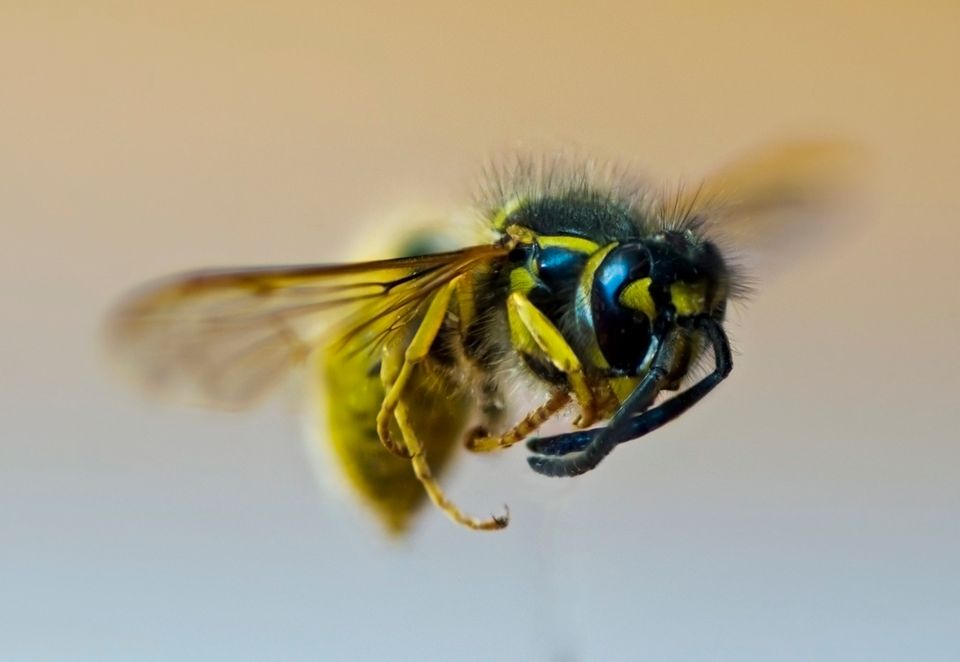 Warning to a Wasp