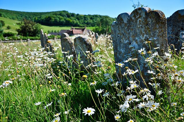 Hammer Through Daisies