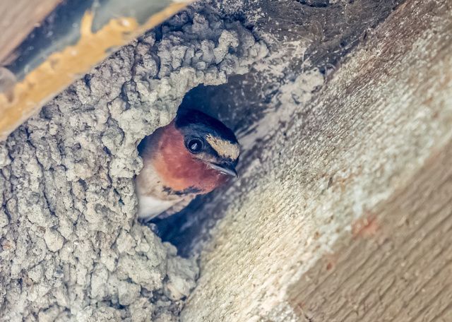 Barn Swallows