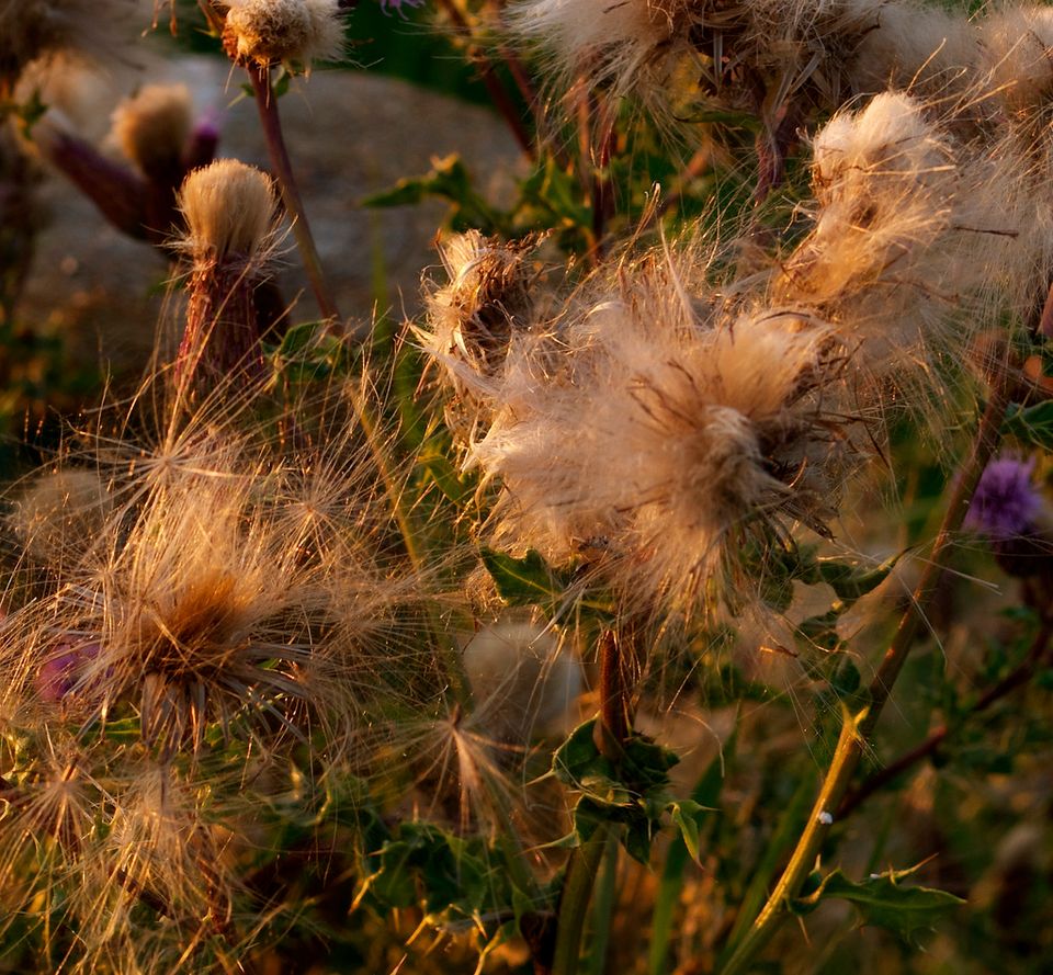 Thistledown