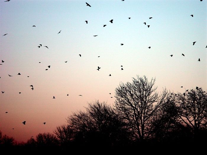 Country Crow