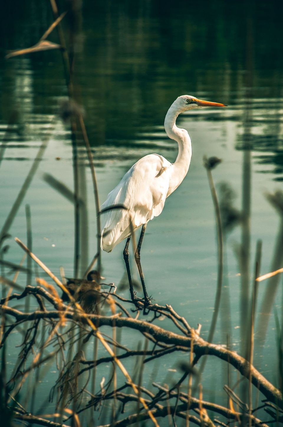 During Saga Dawa, I Walk to the Marsh; You Should Too