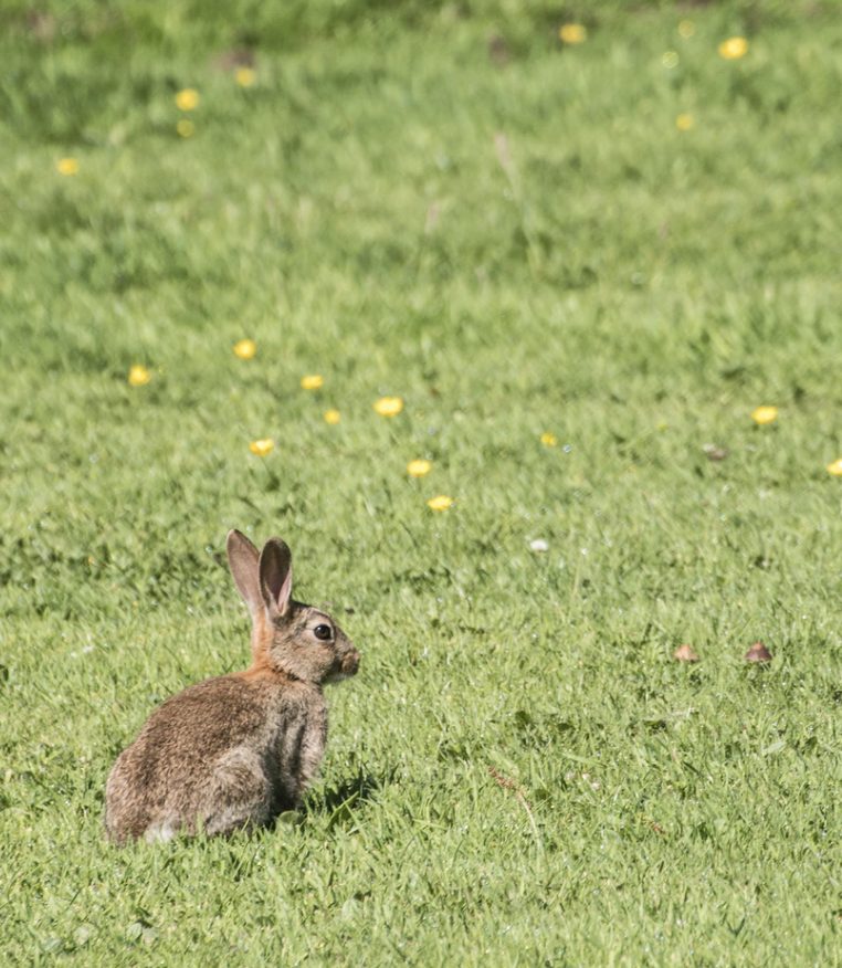 Rabbit Bank