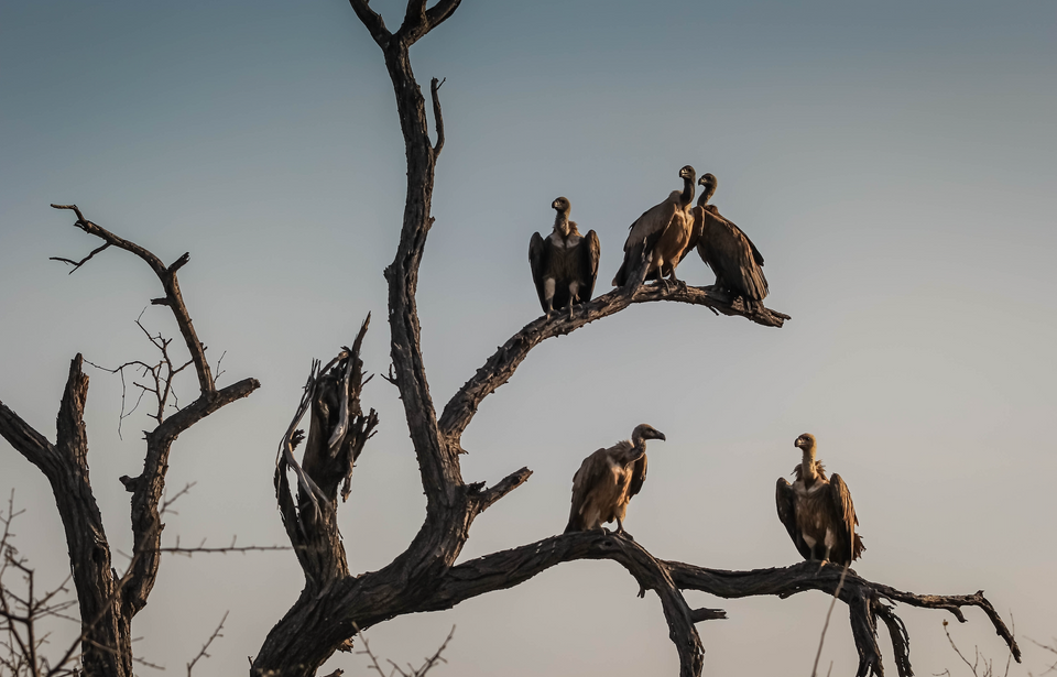 Vultures Fell on Grandma’s Cabin