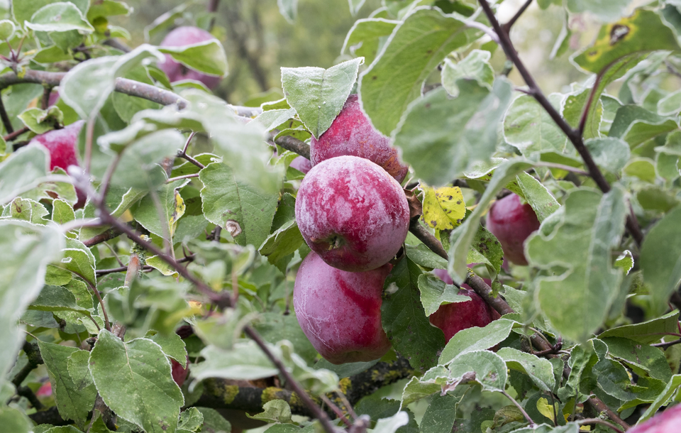 Plum Harvest