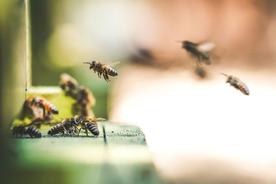 An enchanted moment from bee-like autumn