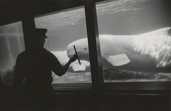 Garry Winogrand (American, 1928–1984) New York Aquarium, Coney Island, New York, 1967 Gelatin silver print;  The Metropolitan Museum of Art, New York,  (GW.CCP.037) http://www.metmuseum.org/Collections/search-the-collections/645683