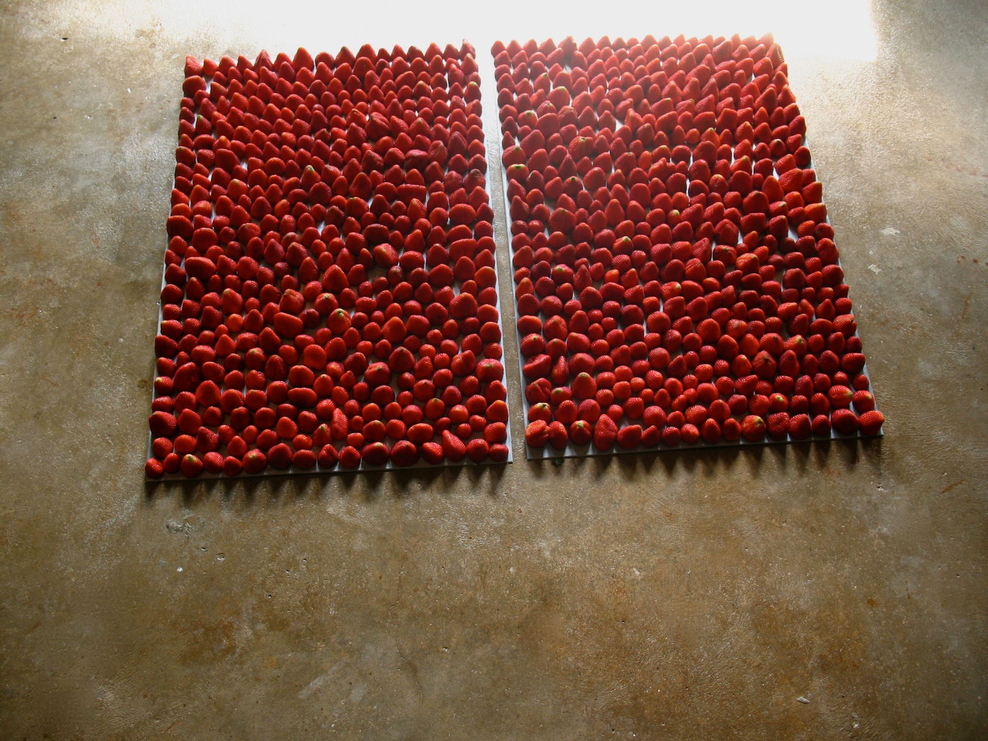 Strawberry Fields, 2012 - present  strawberries, zinc  2 ½ in. x 24 in. x 36 in. each  Over 800 strawberries are aligned into columns and rows on the  matrices of two etching plates. As the strawberries sit on the plates the  acid etches an impression, thus activating the matrices. Fresh  strawberries are used for each iteration of the sculpture.