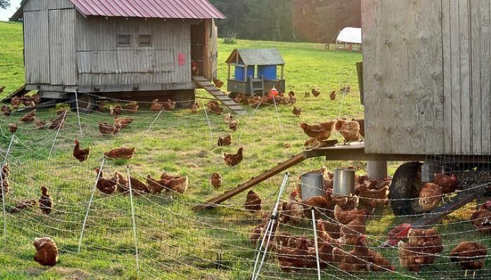 barbers chickens